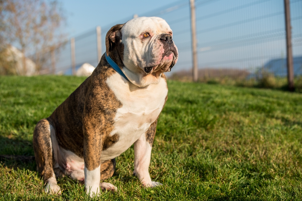 You are currently viewing The Ultimate Guide to Bulldog Breeds: From English to Exotic Variants”
